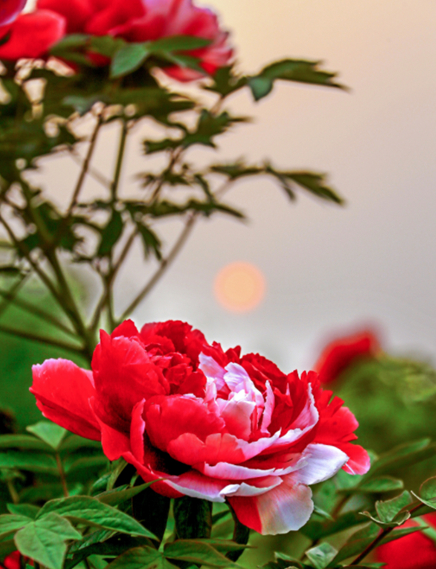 疫情之下 云游洛陽帝*都牡丹花城